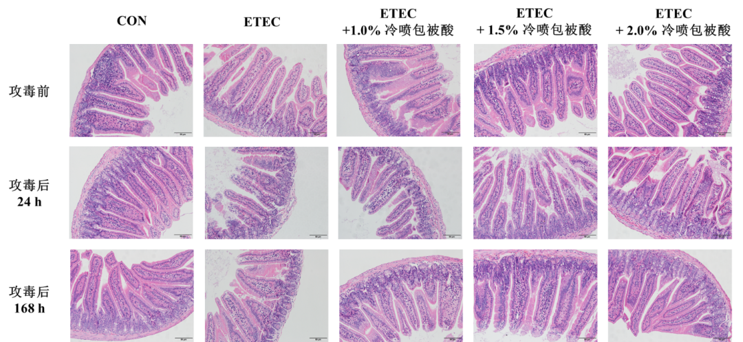 表5冷噴包被酸對大腸桿菌攻毒小鼠空腸形態結構的影響4.