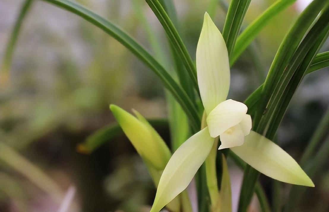 精品素心兰——雪影