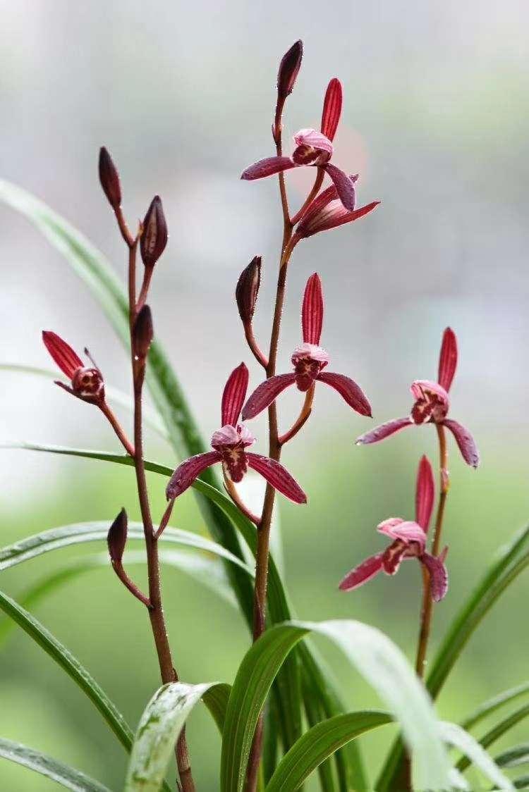 墨宝兰花极具国兰韵味,古香古色,四季花开,让人过目难忘