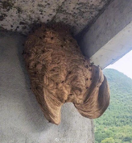 清理马蜂窝!贵州消防变身清蜂侠