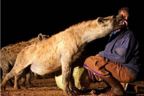 非洲"老二",鬣狗是犬科还是猫科?其实比东北虎还大