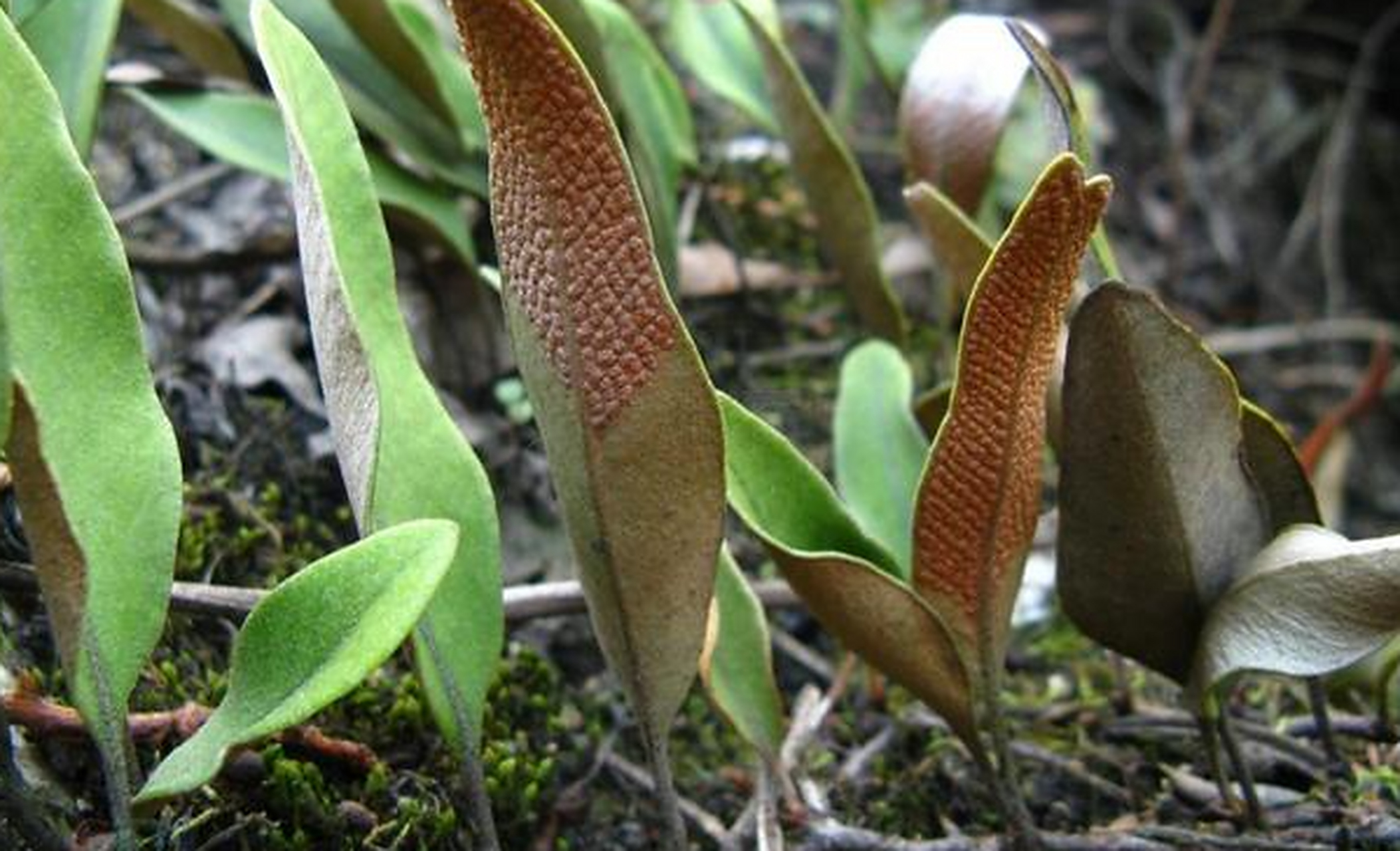 老人看到会连忙采挖,俗称"肺金草",十分珍贵,很多人不识货  在农村