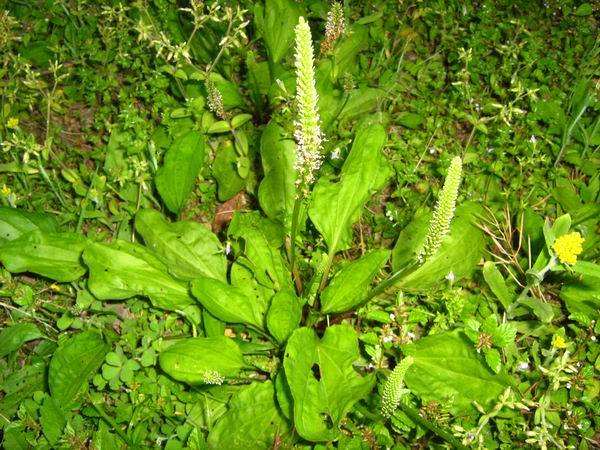 北方适合药材种植品种图片