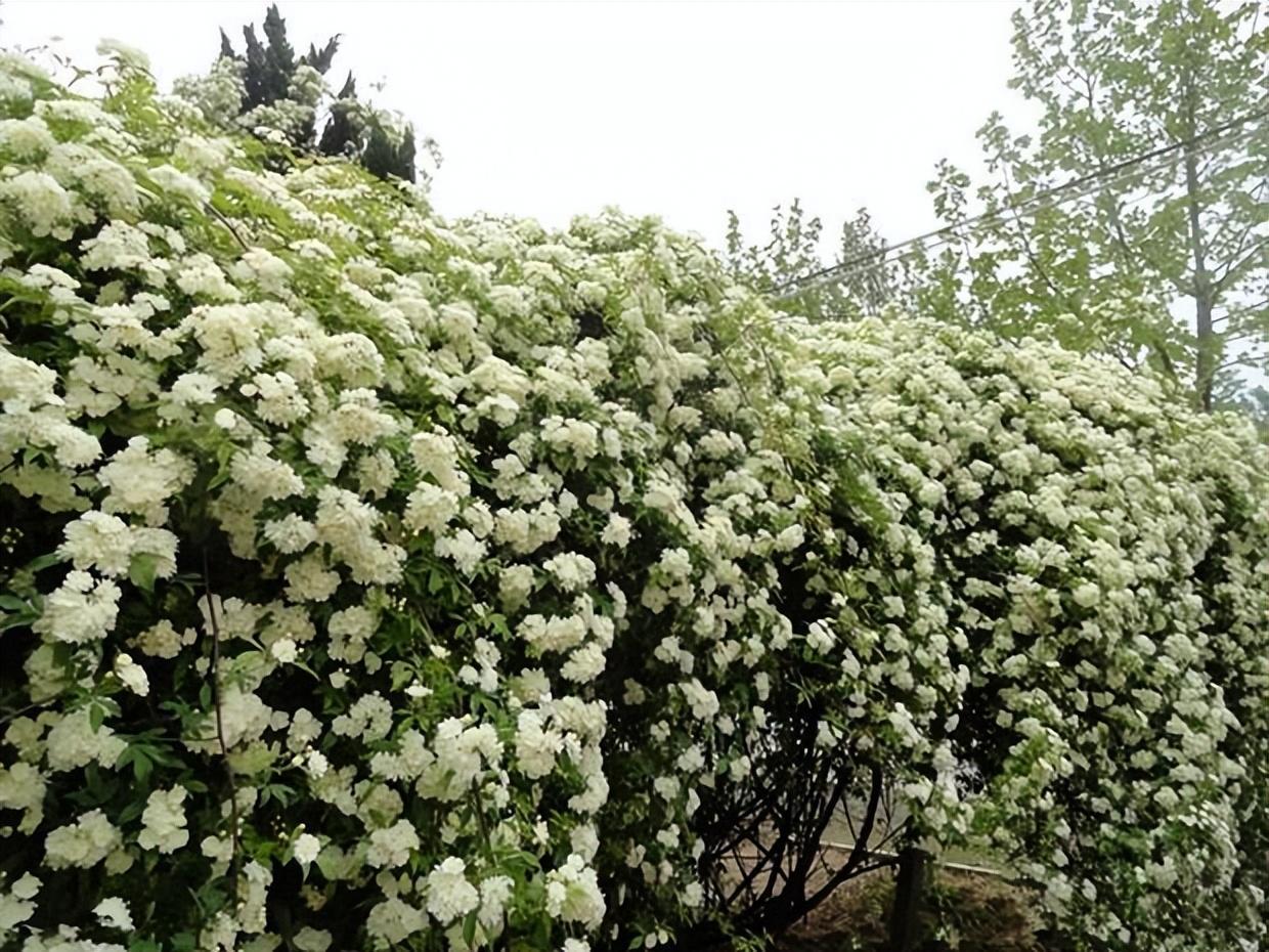 庭院養花,木香花是首選,花期開放時間長,優雅大氣