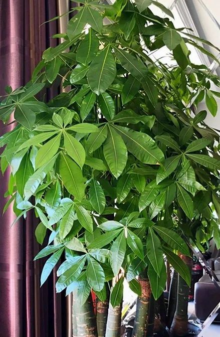 招财树叶子发黄掉叶子?分析招财树叶子发黄掉叶子的9个原因