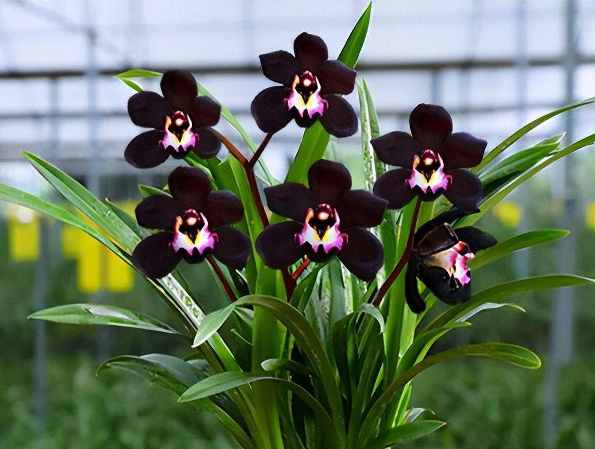 墨兰新宠"黑雪姬",黑杆黑花,花色神秘,兰香浓郁,好养易活