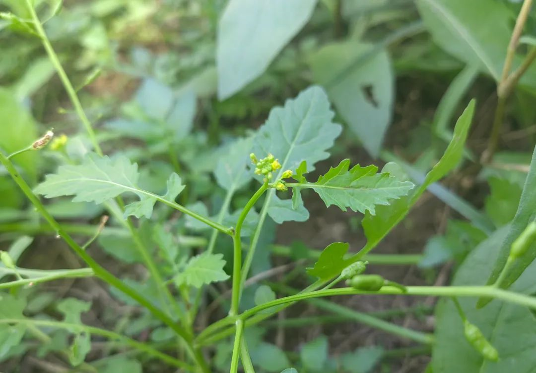 沼生蔊菜怎么吃图片