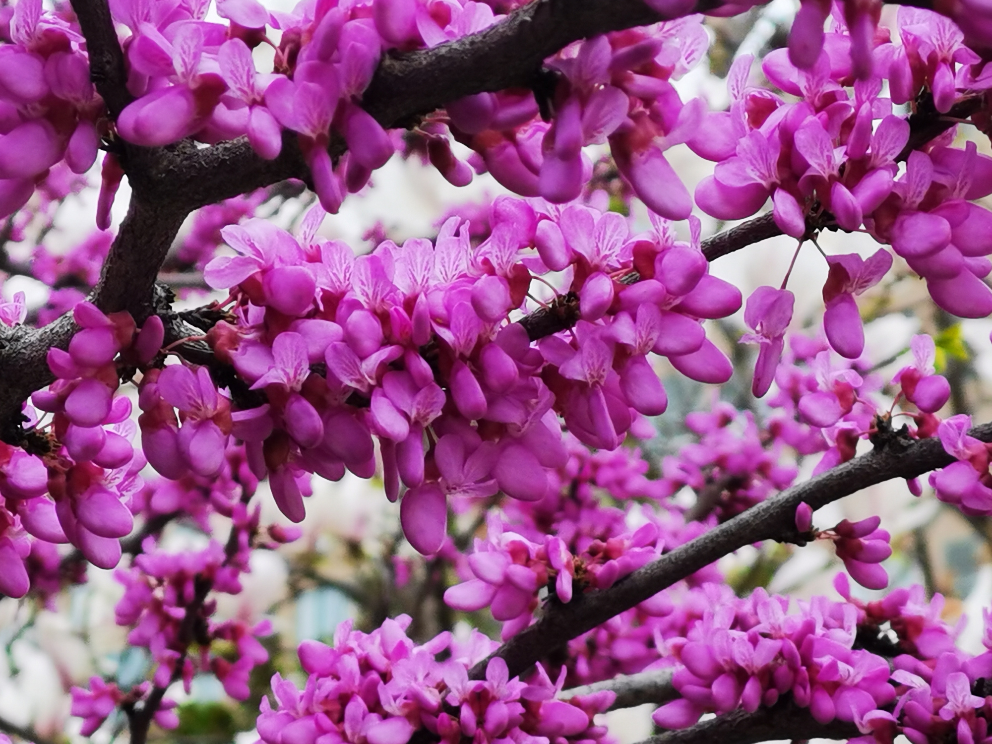 春天里的陕西—百花齐放争春晖