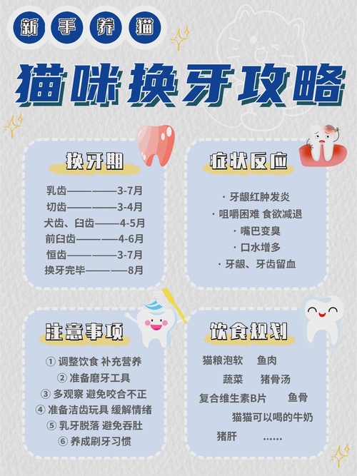 猫咪换牙时应该喂什么?猫咪换牙期攻略,附注意事项 饮食计划