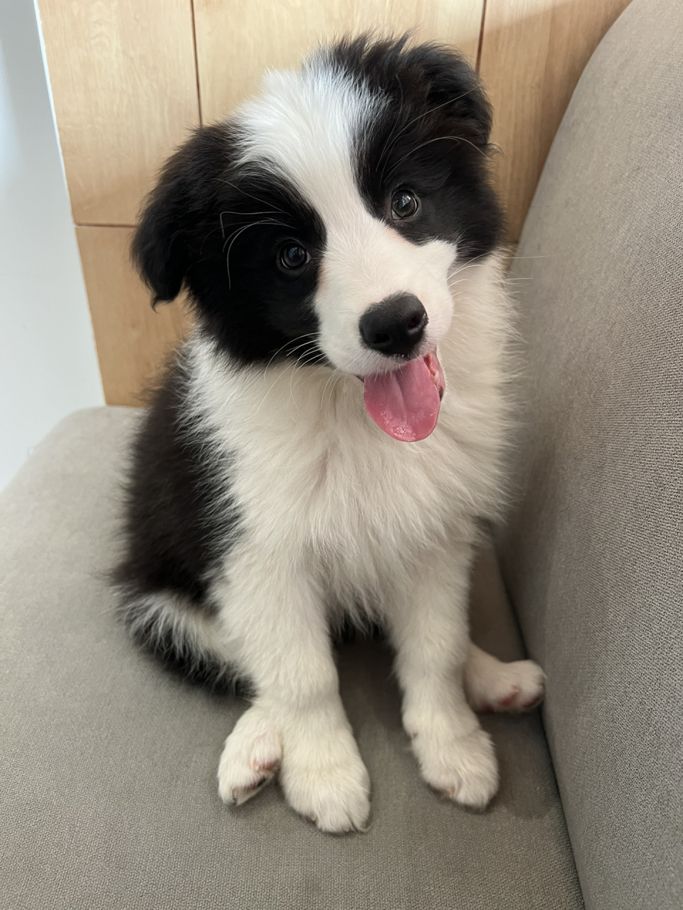 三个月大的边牧宝宝也太可爱了吧02 看着他一点点长大 又气又可爱