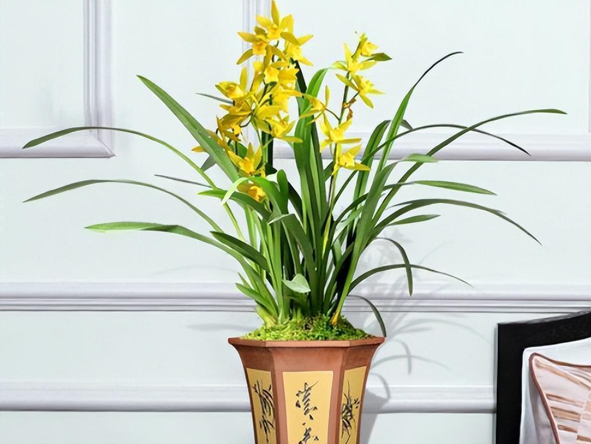 这款"金色"四季兰,端庄大气,兰香扑鼻,养上一株寓意好