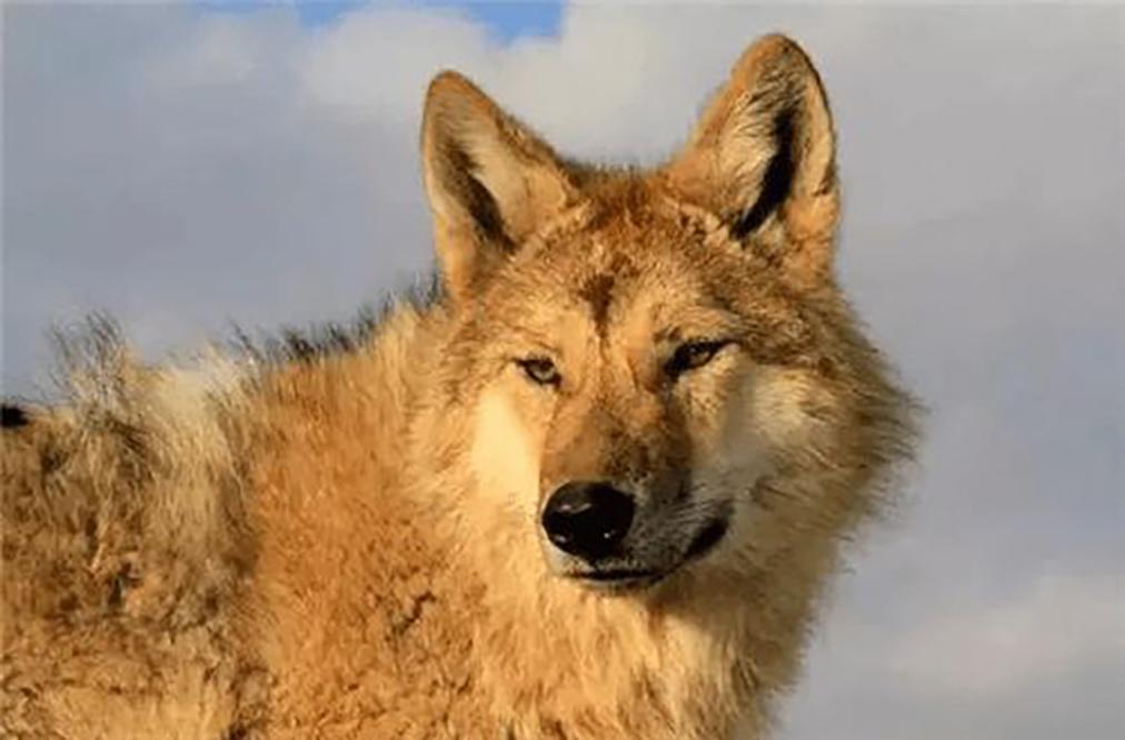 李微漪和亦风用了七年时间,将格林的故事剪成纪录片,无数观众被人和狼