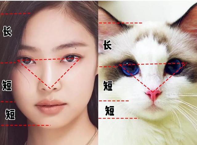 哪些明星为"猫系长相"?有哪些特征?如何打造猫系女孩?