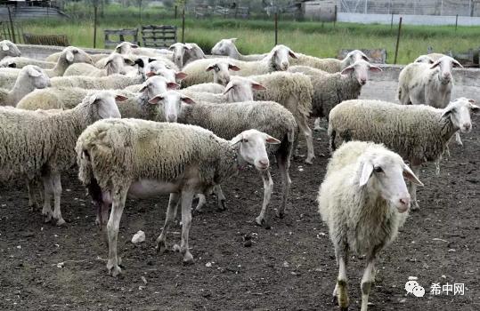 希腊北部迈措沃五十多只羊被雷劈死