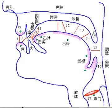 舌尖抵住上齿背位置图图片