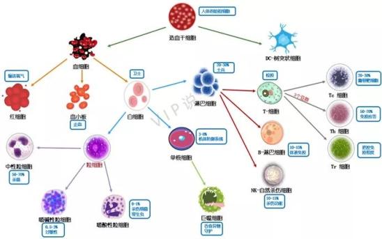 【科学普及】高清动图 人体内的免疫战争