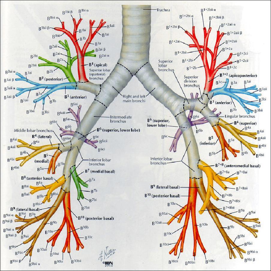 肺支气管结构图片