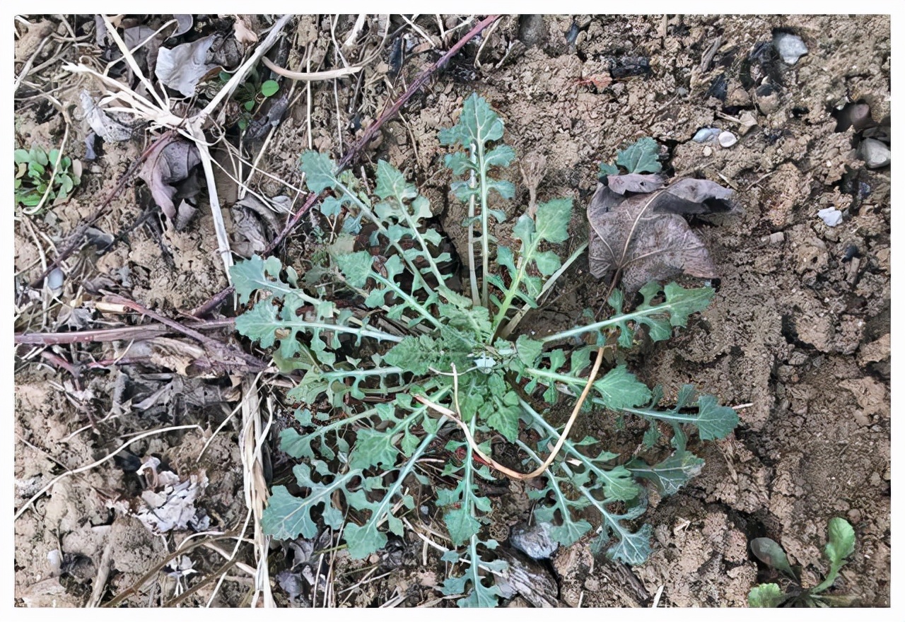 开春就能吃的4种野菜