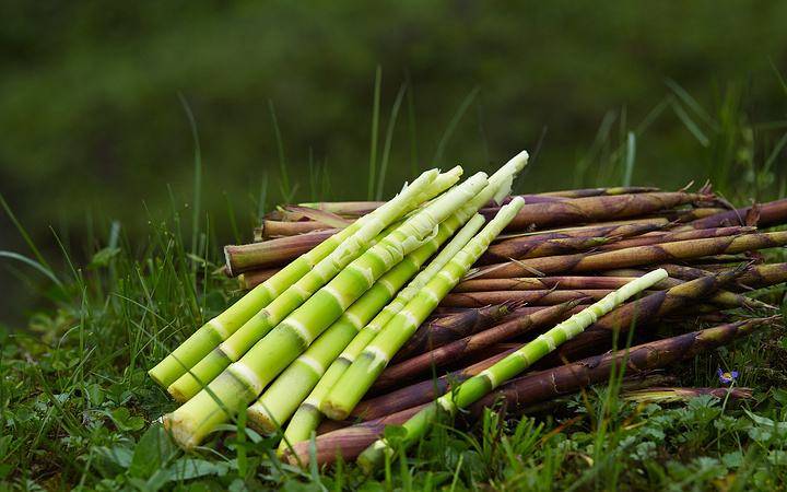 杜新枝声称奇奇有隐疾,死磕田静不撒手:你的竹笋喂猪都不吃