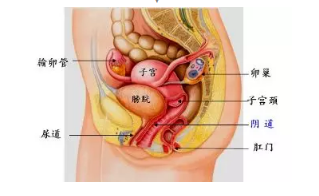 子宫卵巢在腹部位置图图片