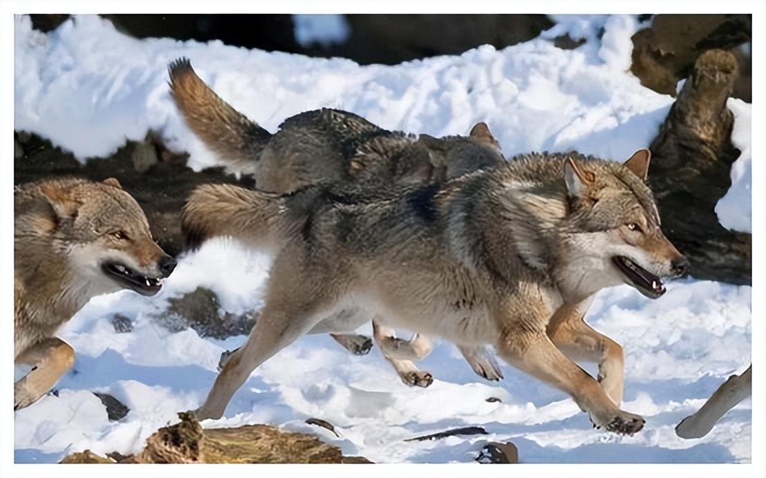 回顾64年勘测队突遇狼群战士心软投喂食物头狼带群狼前来报恩