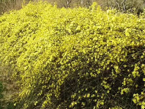 迎春花11月可以移植吗?