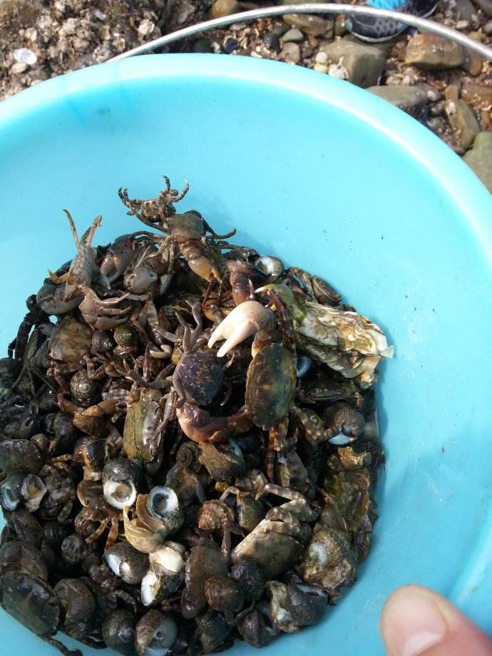 赶海全攻略,教你轻松俘获小海鲜!