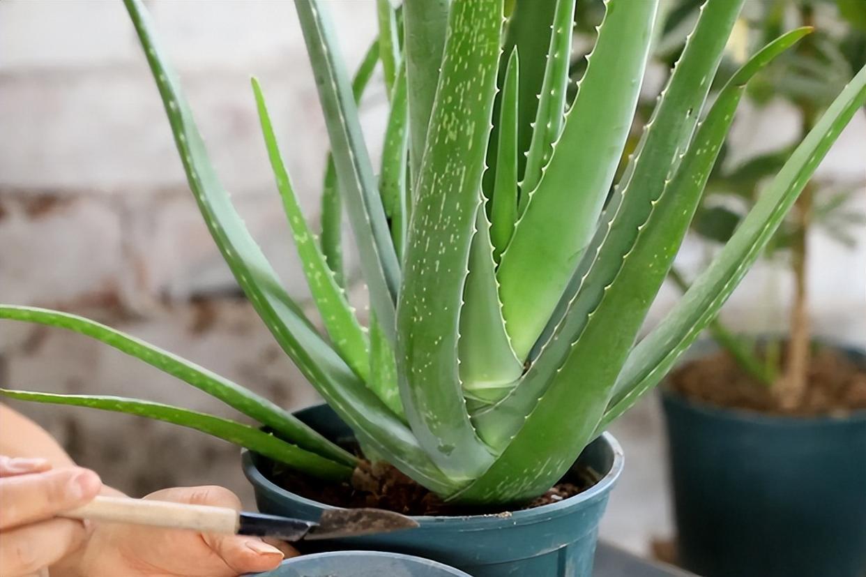 新鲜芦荟可以直接敷脸吗?有没有护肤效果?其实很多女生都做错了