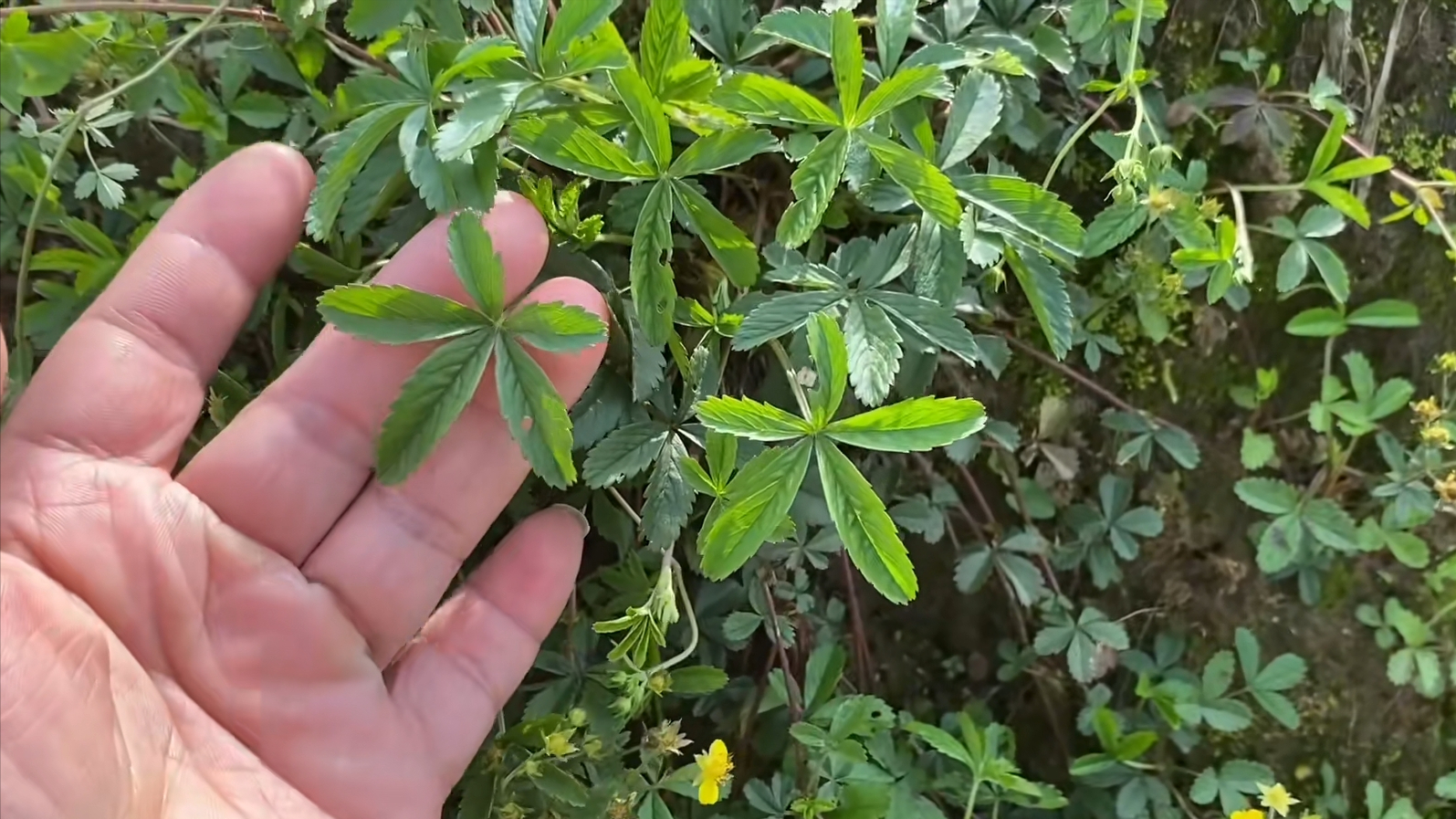 农村田埂上的这种植物,用途特别强大,被老人称为活血草