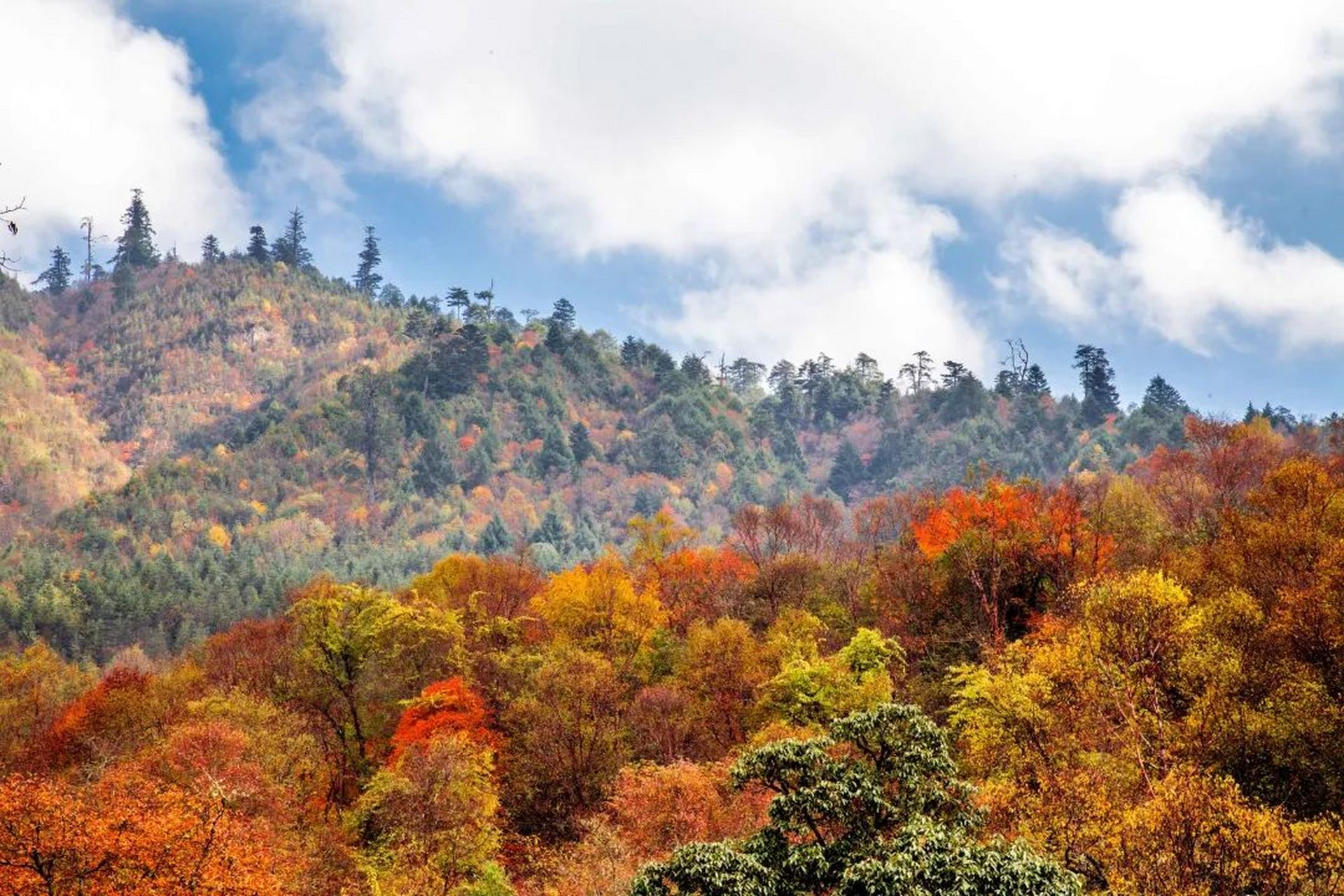 王岗坪,地处雅安市石棉县王岗坪乡以北,大渡河以东,贡嘎山南麓