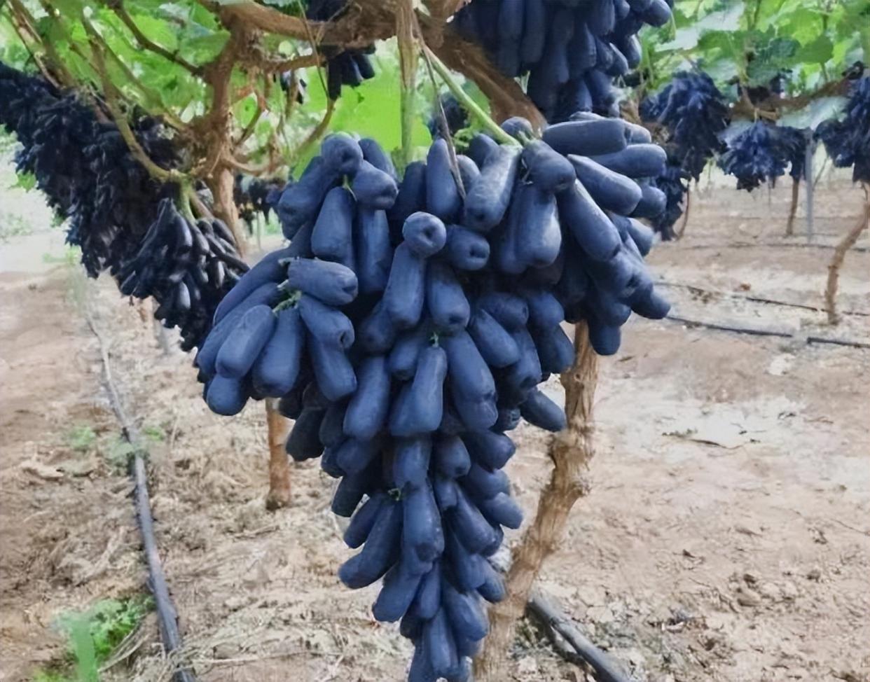 家有院子的,可以种植一些这种果树,产量高,耐寒耐旱,好养易活