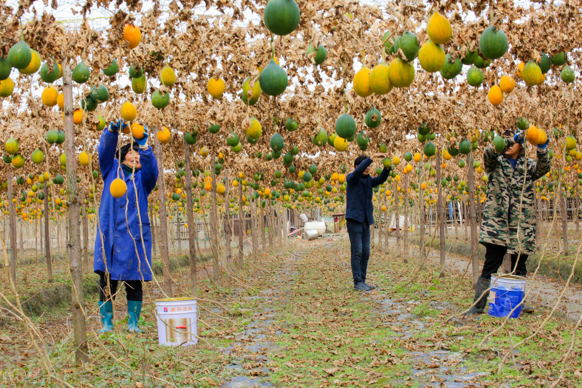 瓜蒌种苗基地 - 2020年最新商品信息聚合专区 - 百度爱采购