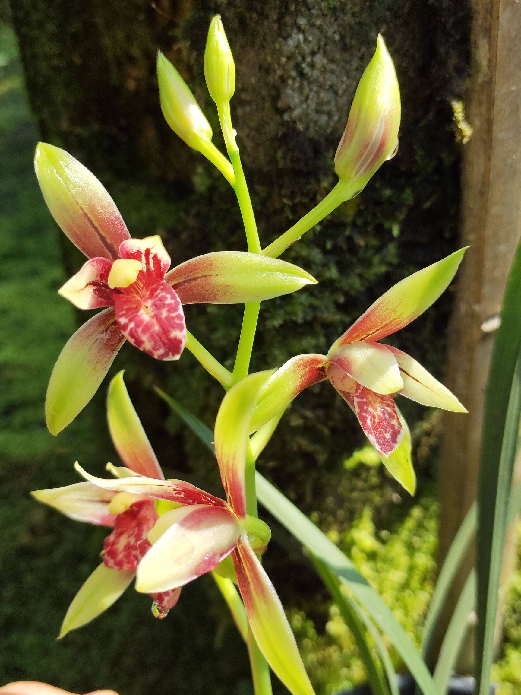 它被誉"香花之王",拥有鸡血一般的花色,香气迷人,值得入手