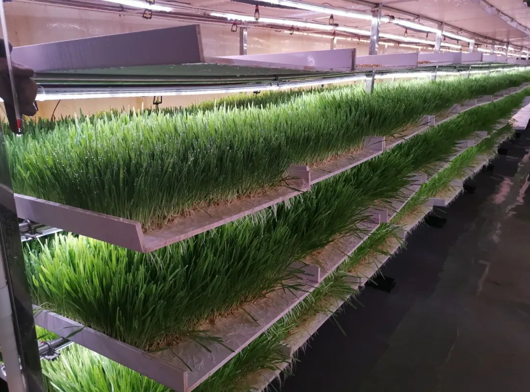 把牧草搬进植物工厂让牛羊天天吃鲜草