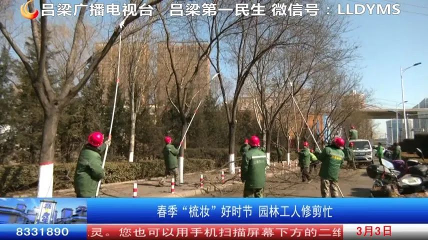 绿化修剪费用多少