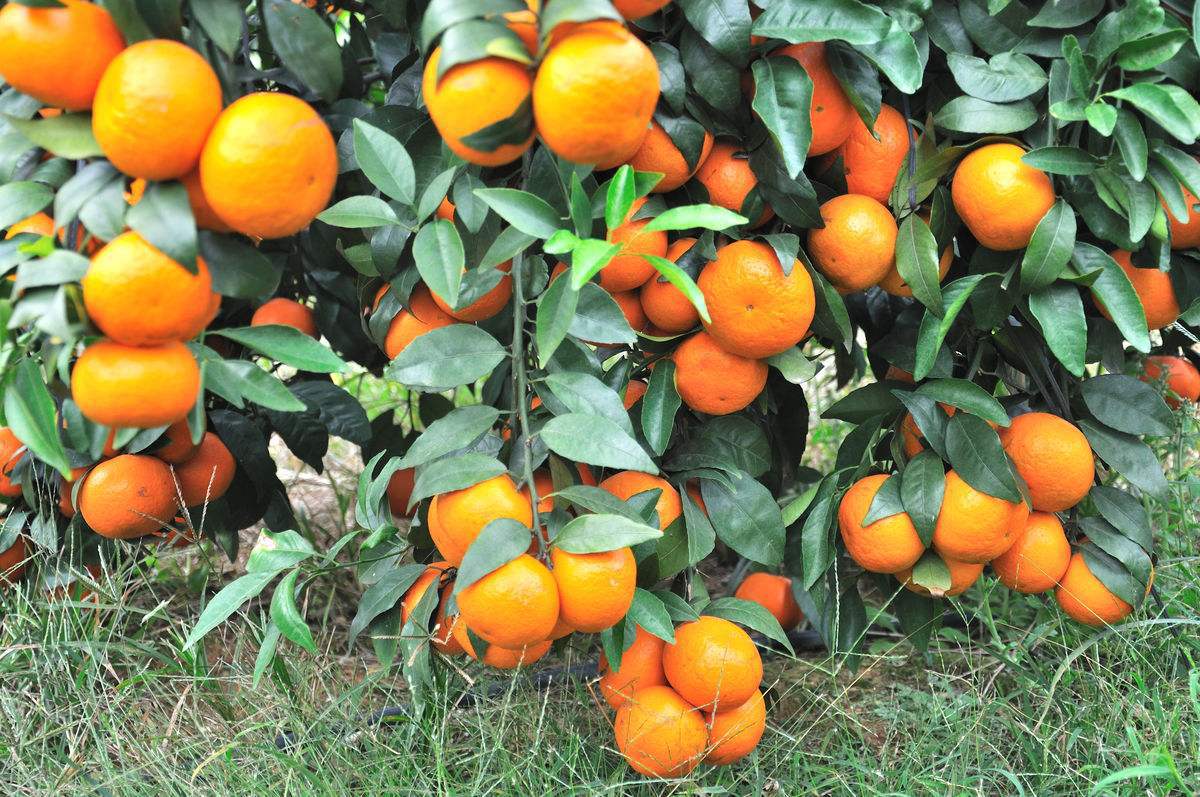 澳橘树图片
