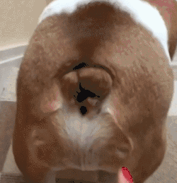 狗狗对你翘屁股有这几个含义,你还不知道吗?