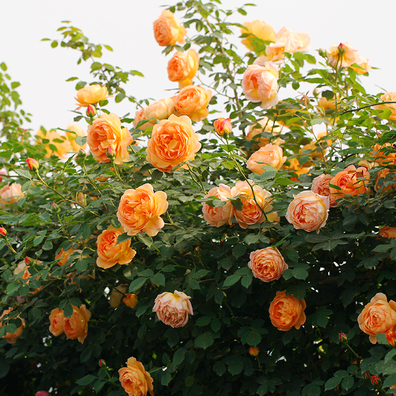 3种爬藤月季,长势最强壮,一根枝条三四米,一年一个"大花墙"