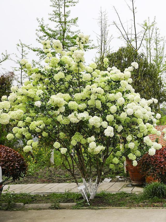 绣球中的"大哥大",养棵中华木绣球,花瓣雪白,树型高大