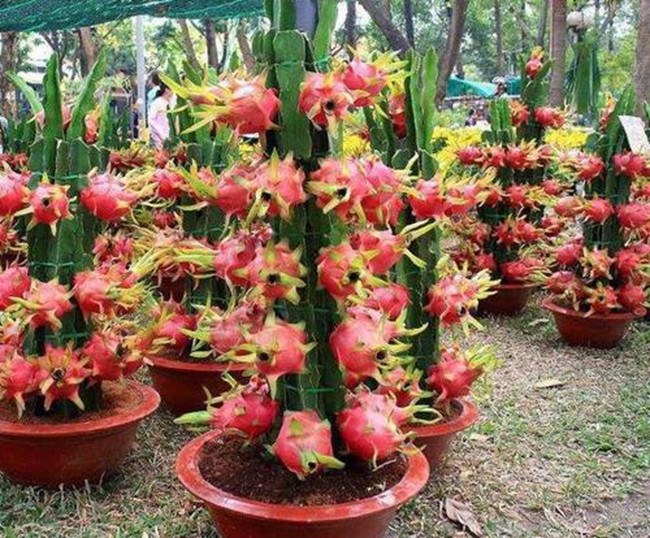 火龙果盆栽几年能结果?