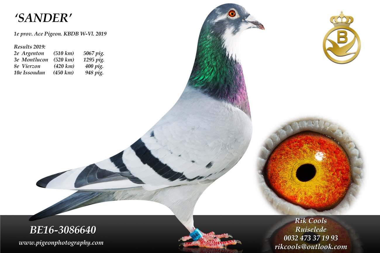 kbdb鸽王冠军获得者,比利时中距离赛的顶级鸽系—库尔斯鸽系