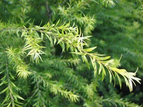 互生叶白千层对皮肤的作用