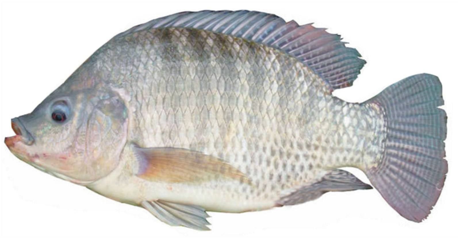 实验三:罗非鱼趋光性试验