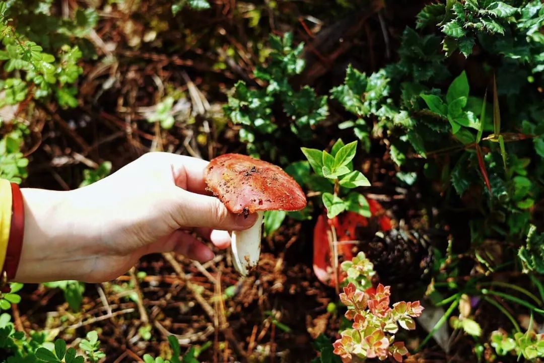 采蘑菇要记住"3点",一文教你辨别"红黄绿灯"蘑菇,别采错了