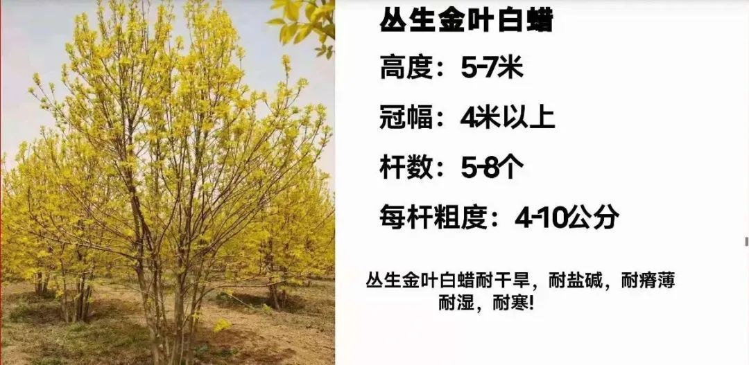 江苏 苗木