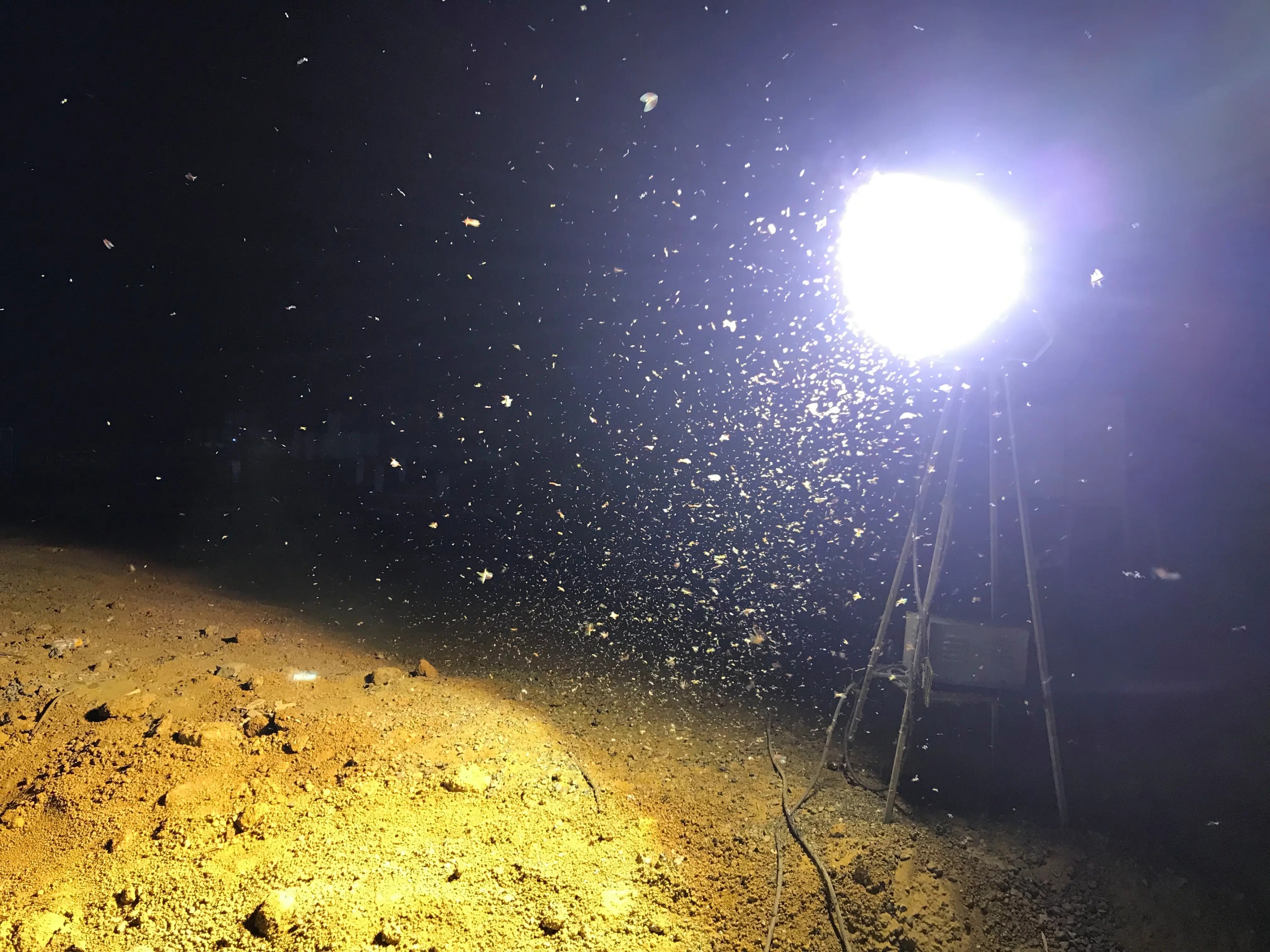 夏夜哪些昆虫喜欢在灯下飞舞?它们飞舞的目的是什么?