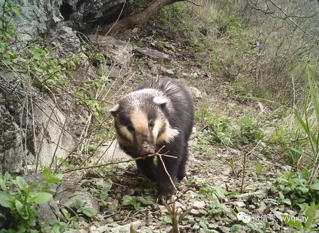 推荐|云南保山拍到珍稀野生动物云猫，正脸照曝光！网友：像豹子也像猫咪