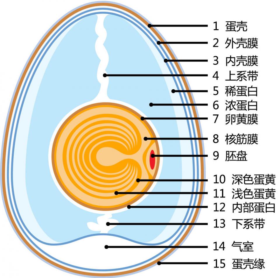 熟鸡蛋结构图片