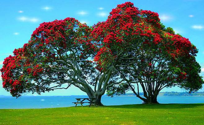 心理测试:四棵树,你觉得哪棵最好看?测你是真君子还是伪君子!