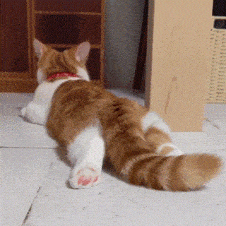 读懂以下猫咪肢体语言,你也能成为"喵专家"!